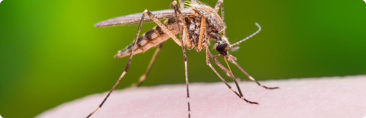 pest-control-bannerimg